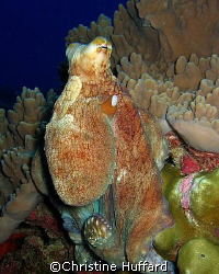 Octopus cyanea by Christine Huffard 